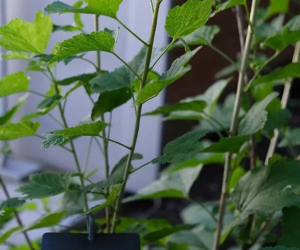 Eklo Centre Bastide 3*